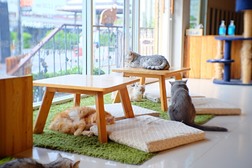 Kocia kawiarnia – przestrzeń dla kotów
